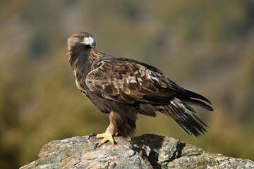 Fototapeta premium a majestic and powerful golden eagle in the mountain