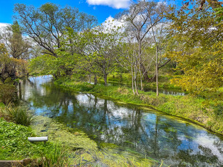 日本の長野県にある、水が美しいわさび農園の風景