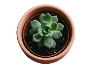 Top view of a green succulent plant in a terracotta pot