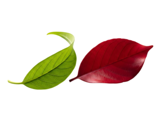 Vibrant green leaf next to a rich red petal on black background