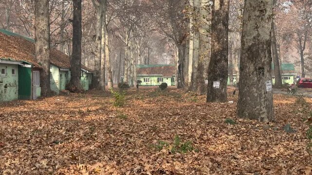 Autumn in Kashmir with vibrant red Chinar leaves and chinar big trees across Naseem Bagh in Hazratbal Dargah showcasing the beauty of Srinagar destination in Jammu and Kashmir. Clip 68