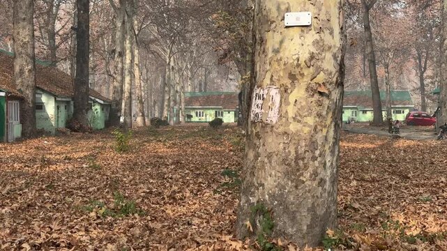 Autumn in Kashmir with vibrant red Chinar leaves and chinar big trees across Naseem Bagh in Hazratbal Dargah showcasing the beauty of Srinagar destination in Jammu and Kashmir. Clip 67