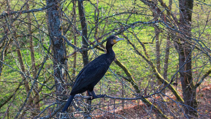 Kormoran (Phalacrocorax carbo)