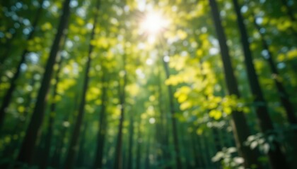 Blurred forest treetop branches with sunlight and natural bokeh, green natural background