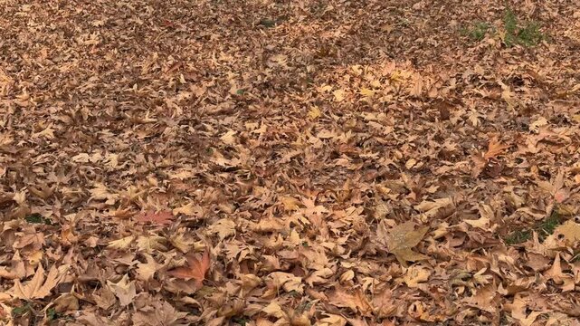 Autumn in Kashmir with vibrant red Chinar leaves and chinar big trees across Naseem Bagh in Hazratbal Dargah showcasing the beauty of Srinagar destination in Jammu and Kashmir. Clip 70