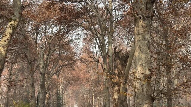 Autumn in Kashmir with vibrant red Chinar leaves and chinar big trees across Naseem Bagh in Hazratbal Dargah showcasing the beauty of Srinagar destination in Jammu and Kashmir. Clip 74
