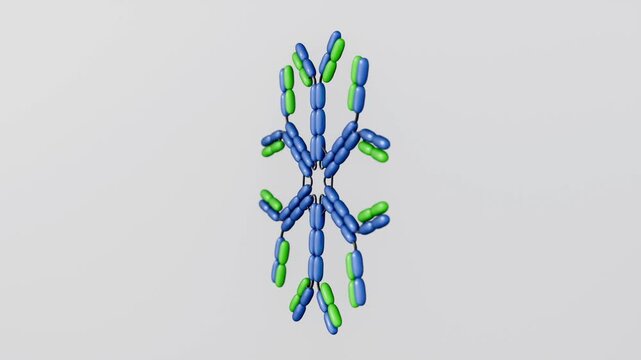 A 3D animation of the IgM hexamer, an antibody form secreted by B cells and critical to the early immune response.	