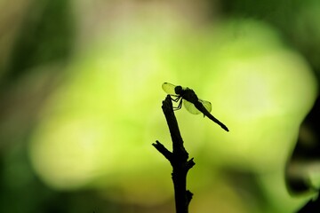 silhouette of a dragonfly on a yellow background