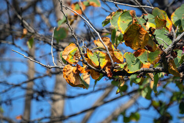 Walnut tree leaves turning yellow and drying in autumn. blue sky in the background.