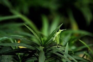 a little grasshopper perched on a leaf