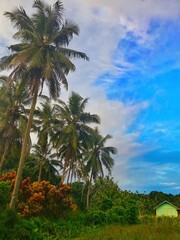 a cottage on the edge of a coconut grove