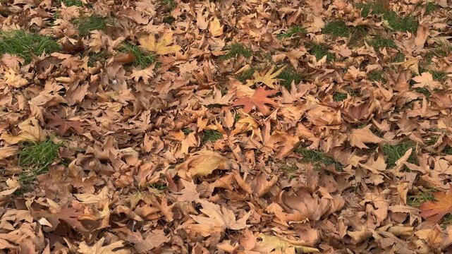 Autumn in Kashmir with vibrant red Chinar leaves and chinar big trees across Naseem Bagh in Hazratbal Dargah showcasing the beauty of Srinagar destination in Jammu and Kashmir. Clip 73