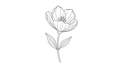 Elegant tulip flower line art illustration minimalist vector design isolated on white background