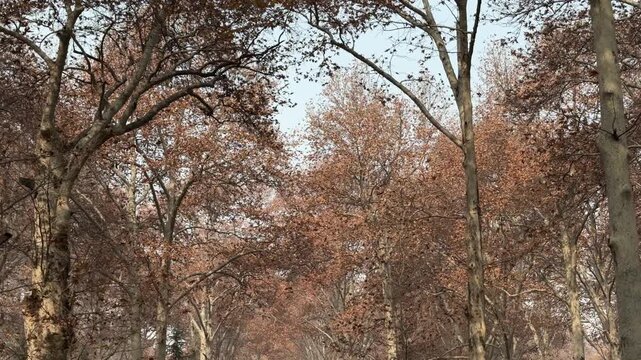 Autumn in Kashmir with vibrant red Chinar leaves and chinar big trees across Naseem Bagh in Hazratbal Dargah showcasing the beauty of Srinagar destination in Jammu and Kashmir. Clip 77