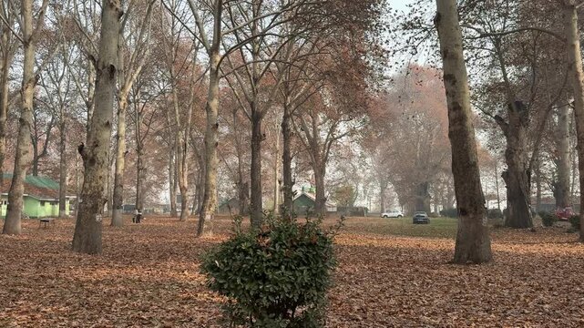 Autumn in Kashmir with vibrant red Chinar leaves and chinar big trees across Naseem Bagh in Hazratbal Dargah showcasing the beauty of Srinagar destination in Jammu and Kashmir. Clip 78
