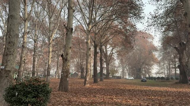 Autumn in Kashmir with vibrant red Chinar leaves and chinar big trees across Naseem Bagh in Hazratbal Dargah showcasing the beauty of Srinagar destination in Jammu and Kashmir. Clip 79