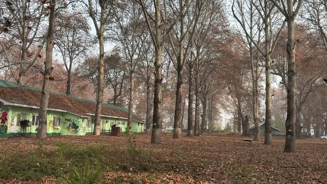 Autumn in Kashmir with vibrant red Chinar leaves and chinar big trees across Naseem Bagh in Hazratbal Dargah showcasing the beauty of Srinagar destination in Jammu and Kashmir. Clip 81
