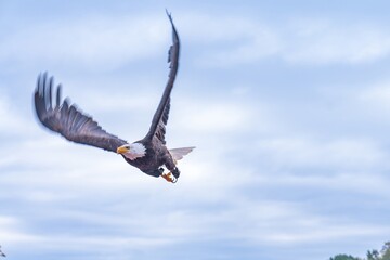 majestic bird descends smoothly, bird of prey approaches ground with expansive wings wide open