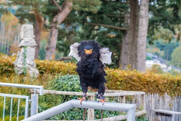glossy black bird with orange beak, perched bird showcases intelligent curiosity in urban environment