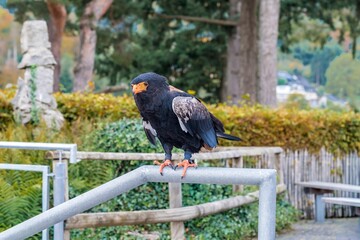 peaceful garden scene featuring black cockatoo alert on wooden rail surrounded by bushes and trees