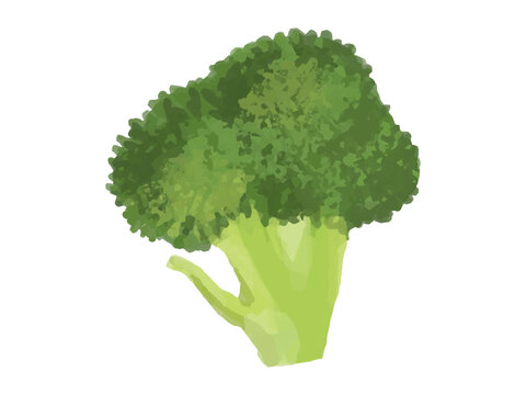 ブロッコリーの小房のベクターイラスト(ふさ広がり)