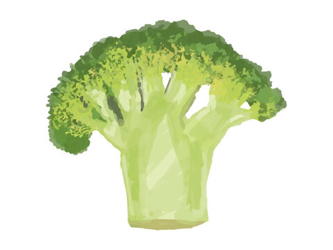 半分にカットしたブロッコリー小房のベクターイラスト(ふさ広がり 幅広)