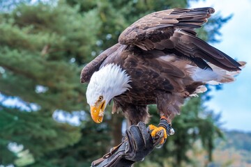 intense portrait of soaring eagle showcasing feather detail and muscular tension against woodland backdrop