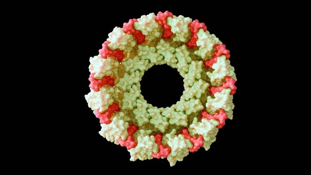 A 3D rendering of the TRiC or CCT chaperonin. This large, ring-shaped complex in eukaryotic cell cytosol regulates adipogenesis or fat cell differentiation in pre-fat cells.