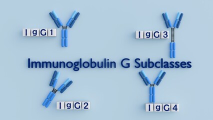 3D rendering of the four human IgG subclasses (IgG1, IgG2, IgG3, IgG4). Their distinct structures lead to varying immune response functions.