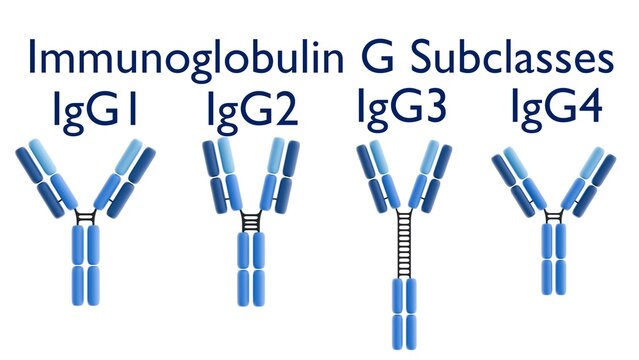 3D rendering of the four human IgG subclasses (IgG1, IgG2, IgG3, IgG4). Their distinct structures lead to varying immune response functions.