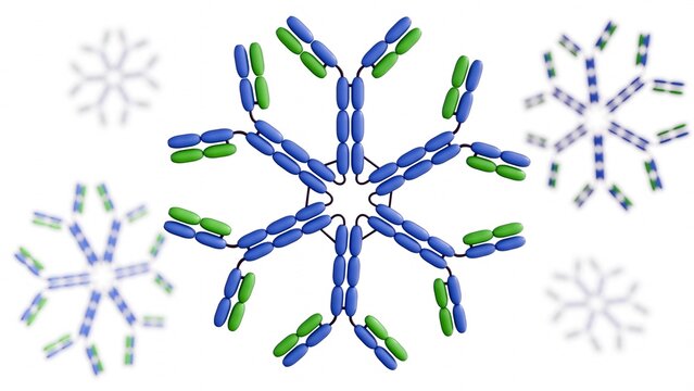 A detailed 3D diagram of the IgM hexamer, an antibody form secreted by B cells and critical to the early immune response.