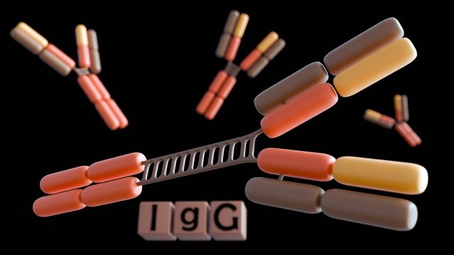 3D rendering of the four human IgG subclasses (IgG1, IgG2, IgG3, IgG4). Their distinct structures lead to varying immune response functions.