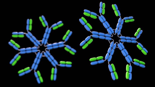 A detailed 3D diagram of the IgM hexamer, an antibody form secreted by B cells and critical to the early immune response.