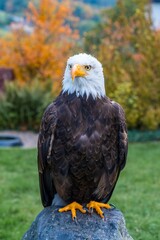 tranquil closeup of proud bald eagle set against autumnal garden scene for educational demonstration