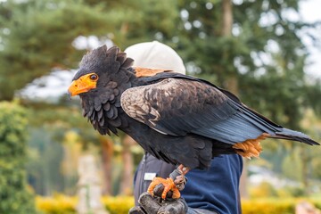predator perched outdoors calmly, beautiful eagle perched on glove amidst outdoor natural scenery