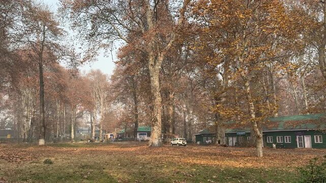 Autumn in Kashmir with vibrant red Chinar leaves and chinar big trees across Naseem Bagh in Hazratbal Dargah showcasing the beauty of Srinagar destination in Jammu and Kashmir. Clip 87