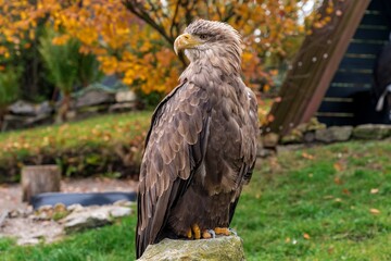sophisticated avian creature showcasing elevated stance amidst quiet autumnal radiance at dusk