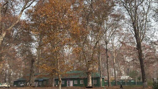Autumn in Kashmir with vibrant red Chinar leaves and chinar big trees across Naseem Bagh in Hazratbal Dargah showcasing the beauty of Srinagar destination in Jammu and Kashmir. Clip 88