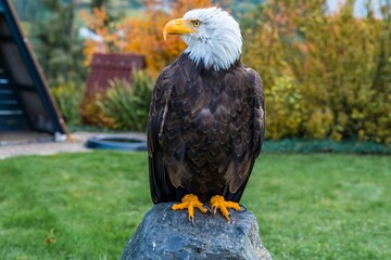regal bird of prey remains watchful while perched on rugged terrain amidst lively nature scene