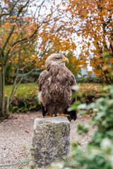 autumn eagle watchful, solitary raptor stands on wooden post surrounded by fall leaves in peaceful park scene
