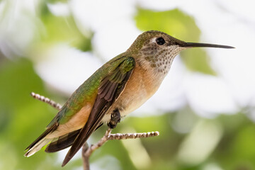hummingbird on a branch