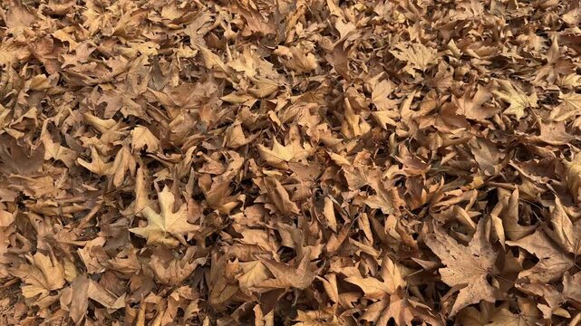 Autumn in Kashmir with vibrant red Chinar leaves and chinar big trees across Naseem Bagh in Hazratbal Dargah showcasing the beauty of Srinagar destination in Jammu and Kashmir. Clip 92