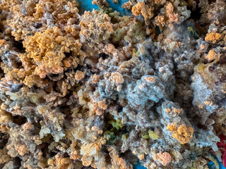 Closeup of moldy spoiled rice with fuzzy fungal growth caused by prolonged storage in humid conditions. Unhealthy and contaminated food texture