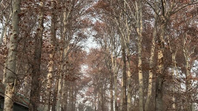 Autumn in Kashmir with vibrant red Chinar leaves and chinar big trees across Naseem Bagh in Hazratbal Dargah showcasing the beauty of Srinagar destination in Jammu and Kashmir. Clip 94