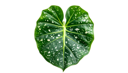 Isolated heart-shaped tropical leaf with white spots on a black background