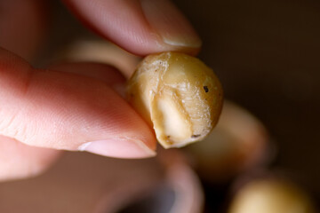 Roasted Macadamia in shell. Macadamia nuts are rich in vitamins, minerals, fiber and antioxidants