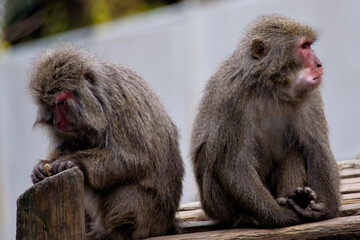寄り添う二匹のニホンザル
