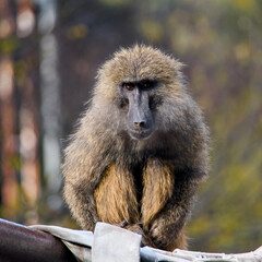 真っ直ぐこちらを見つめる動物園のヒヒ