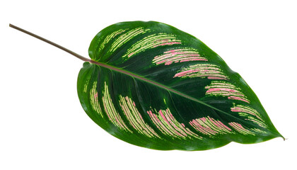 A single, vibrant leaf with dark green and pink striped patterns against a black background