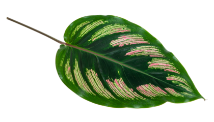 A single, vibrant leaf with dark green and pink striped patterns against a black background